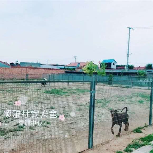 顺雅宠物寄养乐园:北京城区通州区