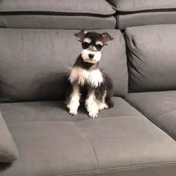 派多格宠物连锁店(华龙小区店):北京城区通州区