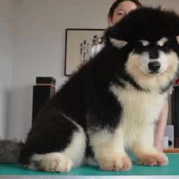 京大名犬养殖:北京城区通州区