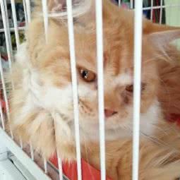 桐宇宠物:北京城区通州区