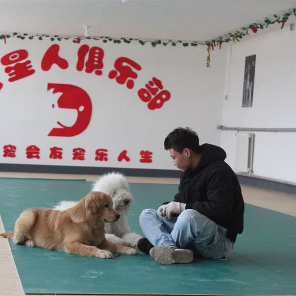 汪星人宠物寄养训练学校:北京城区通州区