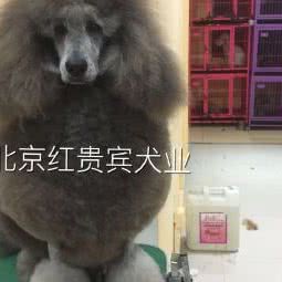 红贵宾犬业:北京城区通州区