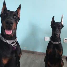 百源杜宾裁耳立耳宠物寄养乐园:北京城区通州区