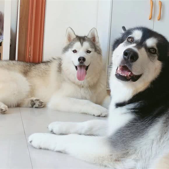 韩先森狗狗家庭寄养:北京城区通州区