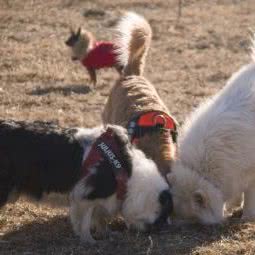 巴士宠物人才中心:北京城区通州区