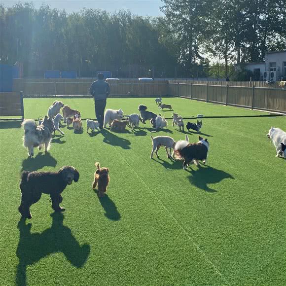 嗨皮宠物训练寄养学校:北京城区通州区