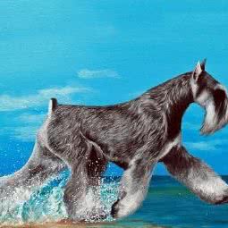 黑鼻头宠物:北京城区通州区