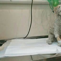 俏宠宠物店:北京城区通州区