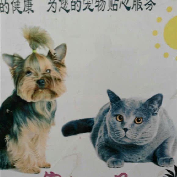 宠物用品:北京城区通州区