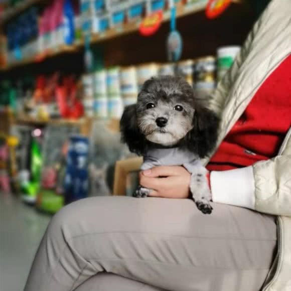 圣宠宠物(北京疃里丛林市场店):北京城区通州区