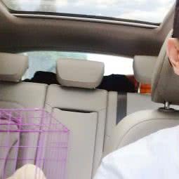 拉布拉多犬联盟:北京城区通州区