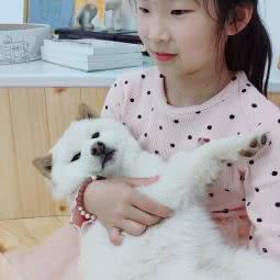 秋峰秋田犬舍:北京城区通州区