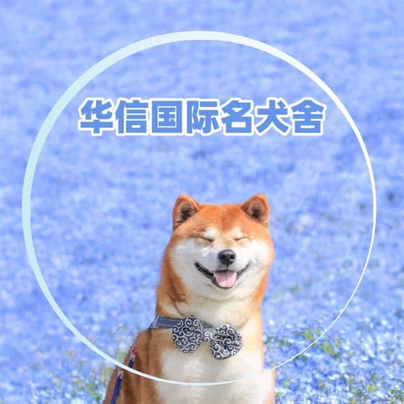 华信国际名犬舍:北京城区通州区