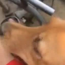 金毛犬舍:北京城区通州区