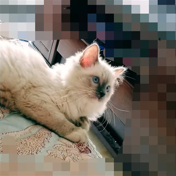 Surprise 猫舍:北京城区通州区