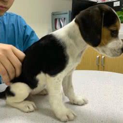 四哥犬业:北京城区通州区