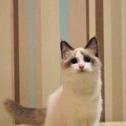 Surprise 猫舍:北京城区通州区