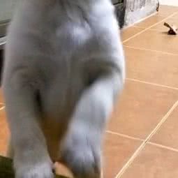专业优质拉布拉多繁育犬舍:北京城区通州区