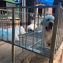 京东拉布拉多联盟:北京城区通州区