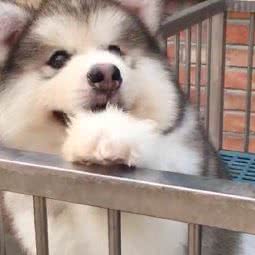 诺米爱犬舍:北京城区通州区