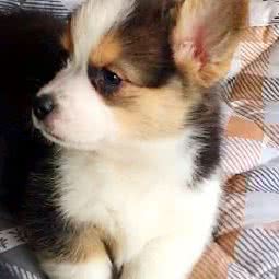 柯王犬业:北京城区通州区