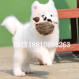 北京聚星国际名犬繁殖基地:北京城区通州区