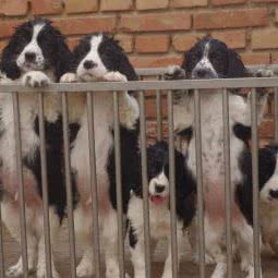 达人犬舍:北京城区通州区