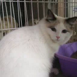 众爱缘猫舍犬舍:北京城区通州区