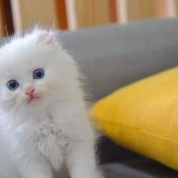 大玉的美国卷耳猫舍:北京城区通州区