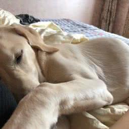 通州梨园狗市新宠物市场:北京城区通州区