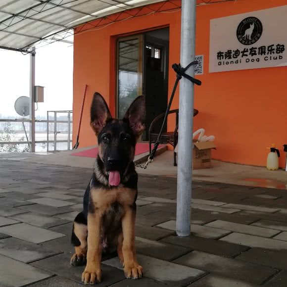 布隆迪犬友俱乐部:北京城区顺义区
