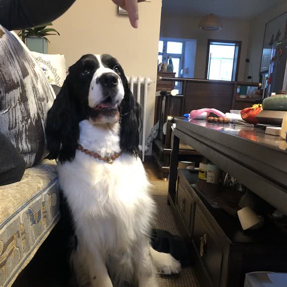 北京悠逸爱宠俱乐部:北京城区顺义区