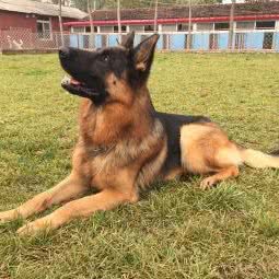 宠物寄养:北京城区顺义区