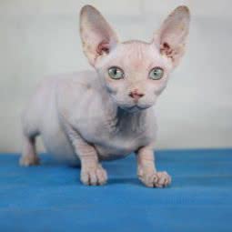 谁家萌宠撸猫馆:北京城区顺义区