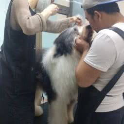 宠着玩儿宠物狗生活馆:北京城区顺义区