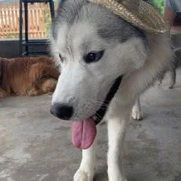 狗老大宠物乐园:北京城区顺义区