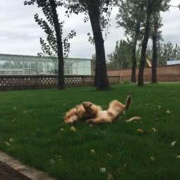 安吉屋宠物寄养中心:北京城区顺义区