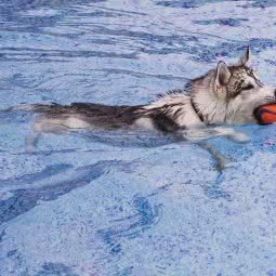 sunnyland宠物乐园:北京城区顺义区