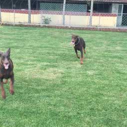 馨家宠物会所:北京城区顺义区