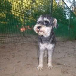 绿色犬语宠物寄养训练学校:北京城区顺义区