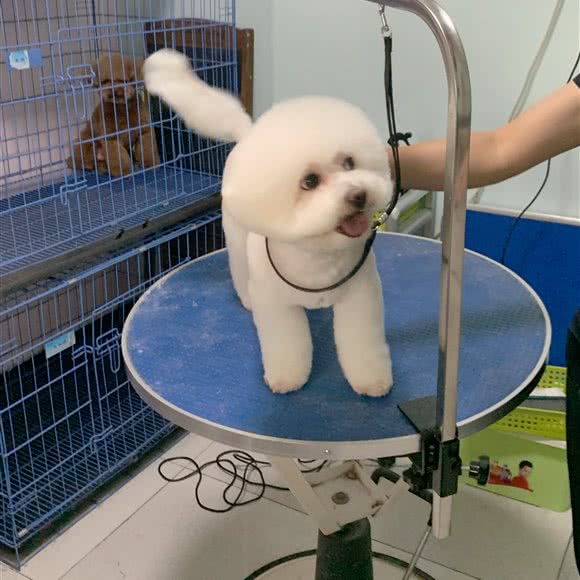 MG宠物美容工作室:北京城区顺义区