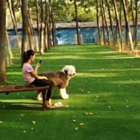 北京宠至上宠物寄养训练中心:北京城区顺义区