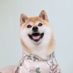 艾米秋田犬柴犬俱乐部:北京城区顺义区