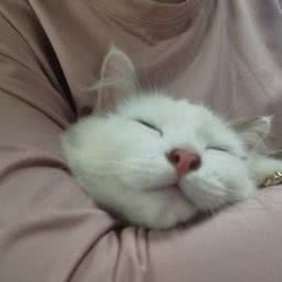 暖心喵猫舍(顺义店):北京城区顺义区