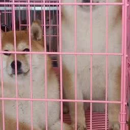 汪汪柴犬:北京城区顺义区