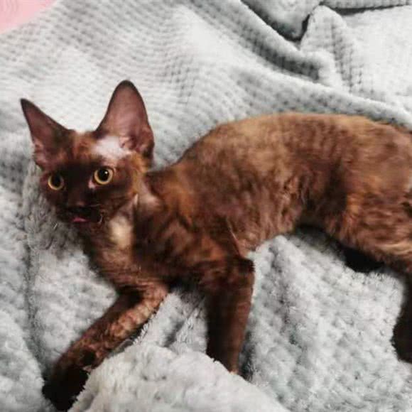 公主喵猫舍:北京城区顺义区