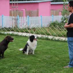 捌柒陆挚友宠物:北京城区顺义区