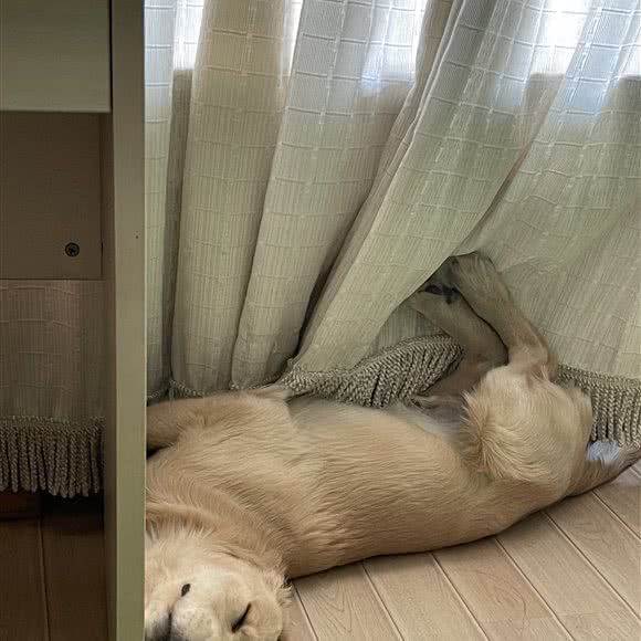 新星犬舍:北京城区顺义区