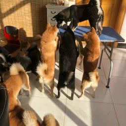 聚柴屋·柴犬:北京城区顺义区