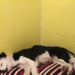 王小汪宠物寄养小院儿:北京城区顺义区